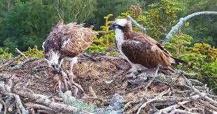 Fourth osprey chick hatches at Poole Harbour nest