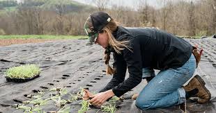 Women farmers face heavier mental-health strain, Guelph study finds