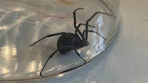 Calgary family finds black widow spider in bag of grapes