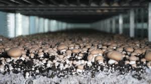 U.S. adds duties on fresh Canadian mushrooms after subsidy probe