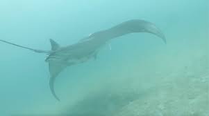 Des rémoras filmées en train de plonger dans le cloaque des raies manta, selon une étude
