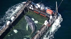 Des navires déviés exposent les baleines d’Afrique du Sud à un trafic accru