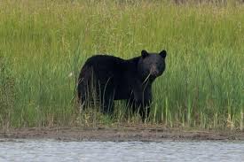 Un ours noir tue un sous-traitant de l’uranium dans le nord du Canada