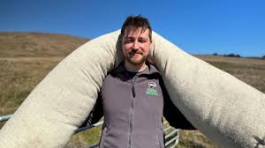 Des boudins de laine à l’essai dans les Antrim Hills pour restaurer les tourbières