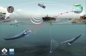 Nouvelle technologie de protection des baleines relance le débat sur la politique des collisions avec des navires